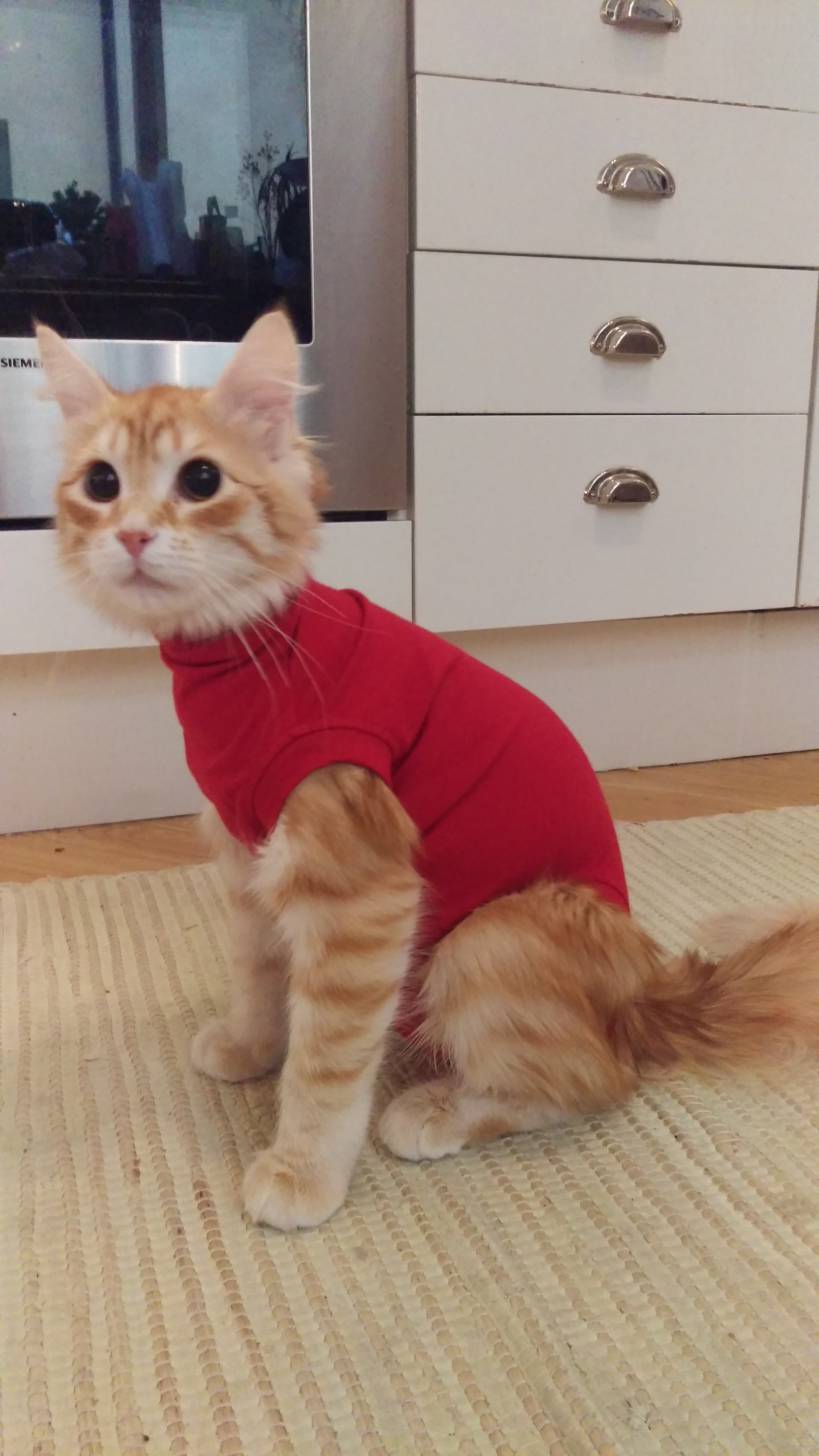 sibirisk katt Irwin